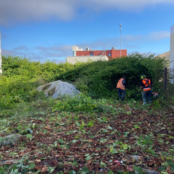 2 hommes de dos en tenue de chantier sur une terre couverte de feuilles, en cours de traitement d'une espèce exotique envahissante | Equo Vivo - Génie végétal