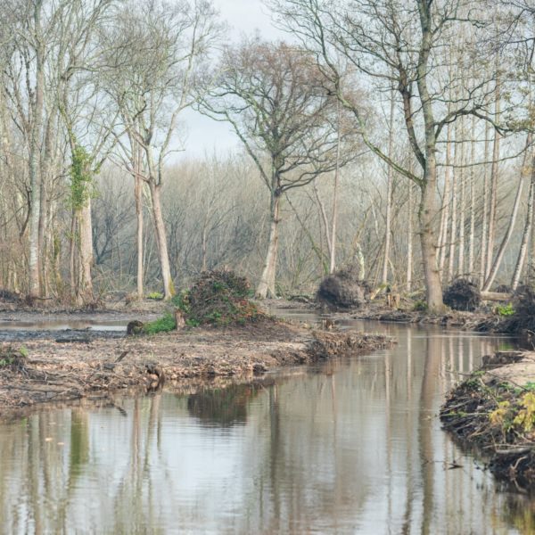 Bout de terre entouré d'eau avec des arbres sans feuille en arrière-plan