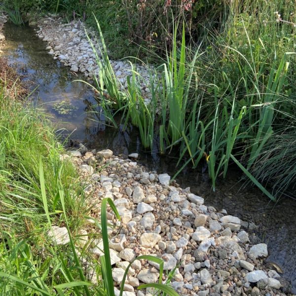 Gros plan sur un cours d'eau avec des pierres et de la végétation sur les côtés | Equo Vivo - Génie végétal