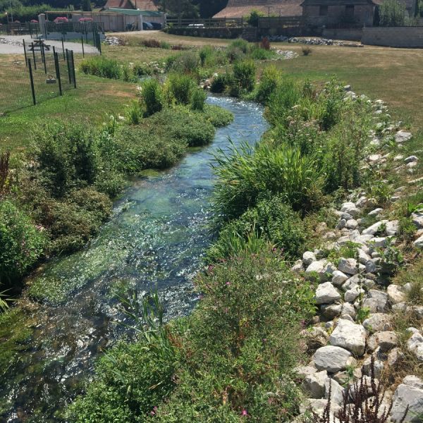 Cours d'eau entouré de végétation | Equo Vivo - Page d'accueil